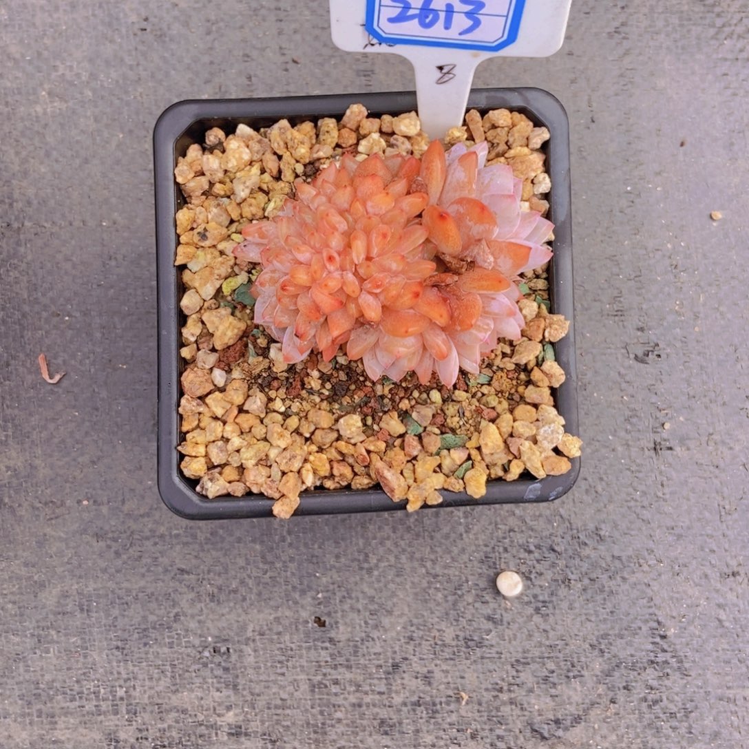 南***南2613小小橙子缀化