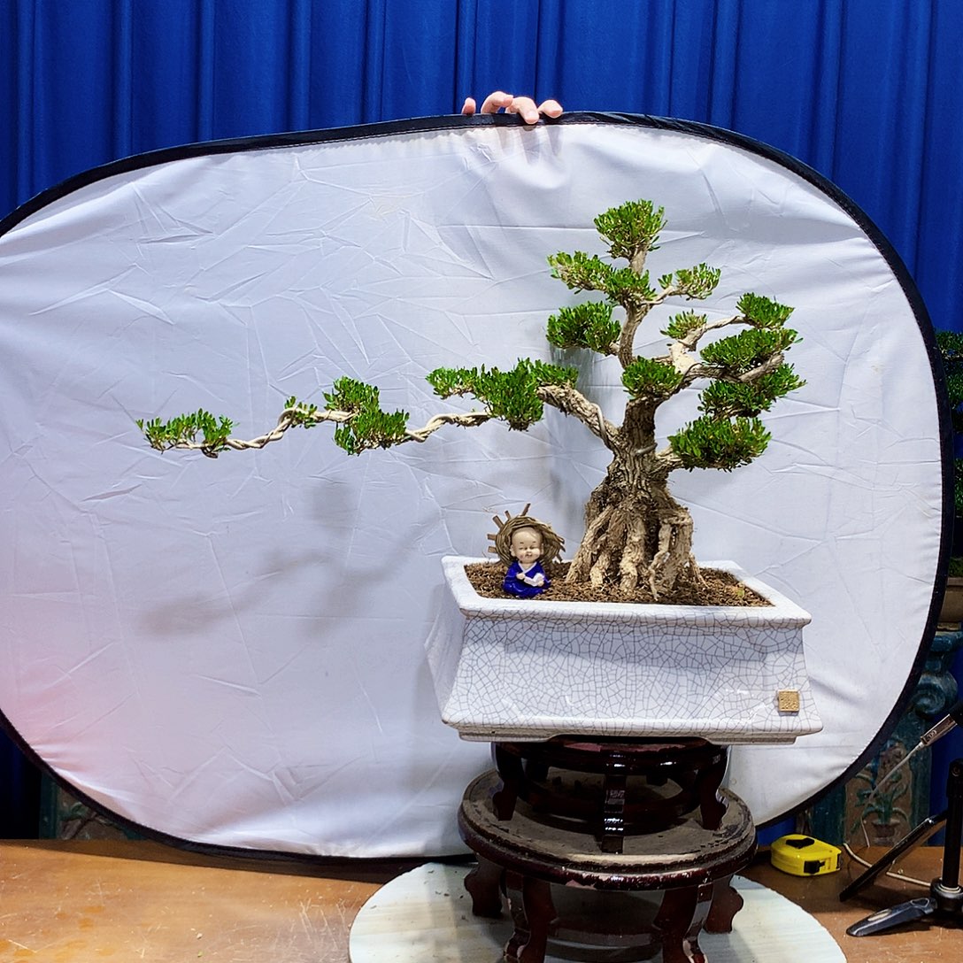 无花朵黄杨盆景一物一拍