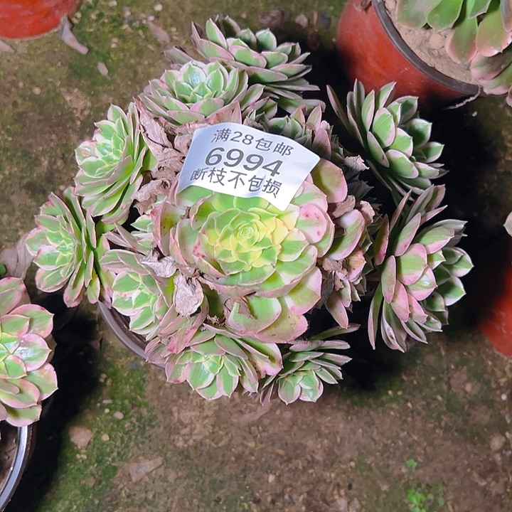 6994海王多肉植物