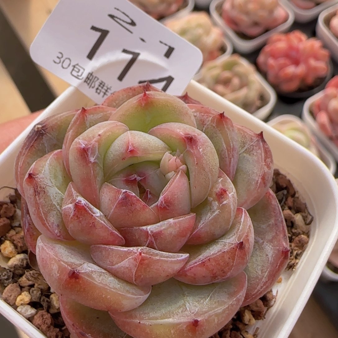 钻石珍妮单头一颗脱土