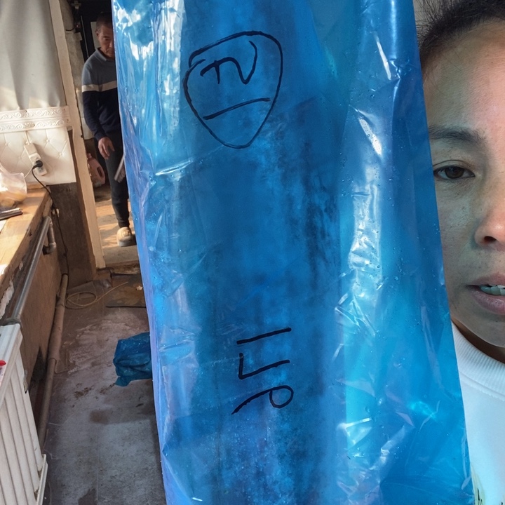 中国大陆渤海湾野生燕鲅鱼51号