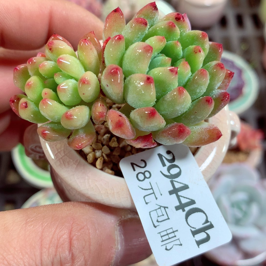 5厘米盆精控多肉2944