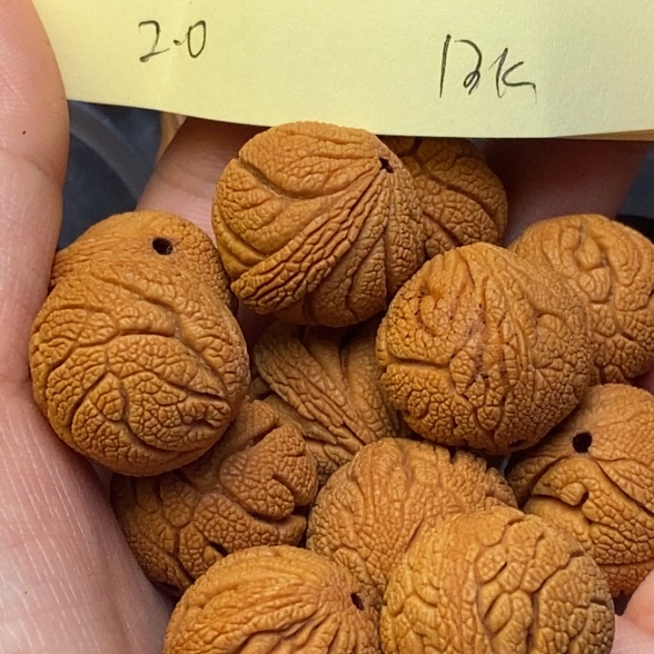 吊坠桃核秦岭龙纹桃核20尺寸