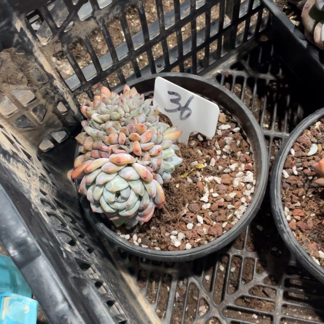 在***伱星影缀化多头群生36
