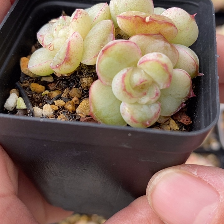 胖虎 多肉 1111112.31