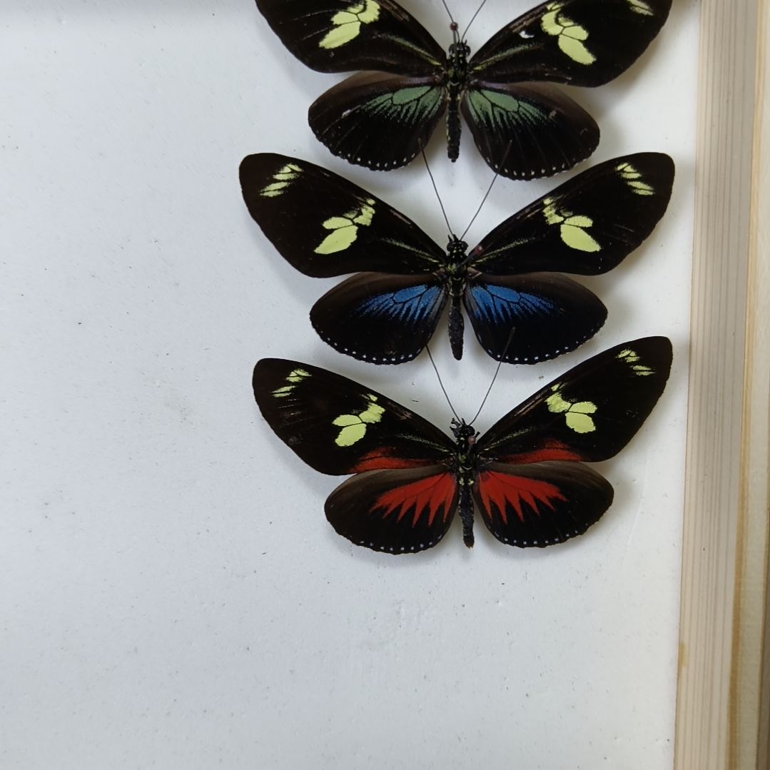 真蝴蝶标本一物一拍