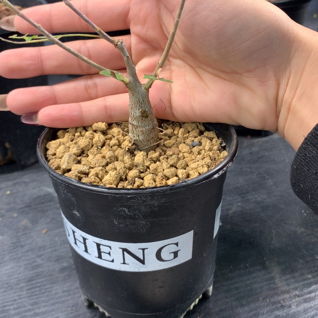 尼勒达乳香实生实生