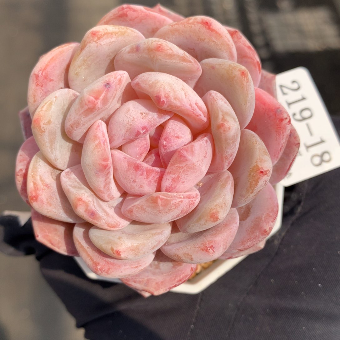 18。星影橙。6cm。一物一拍