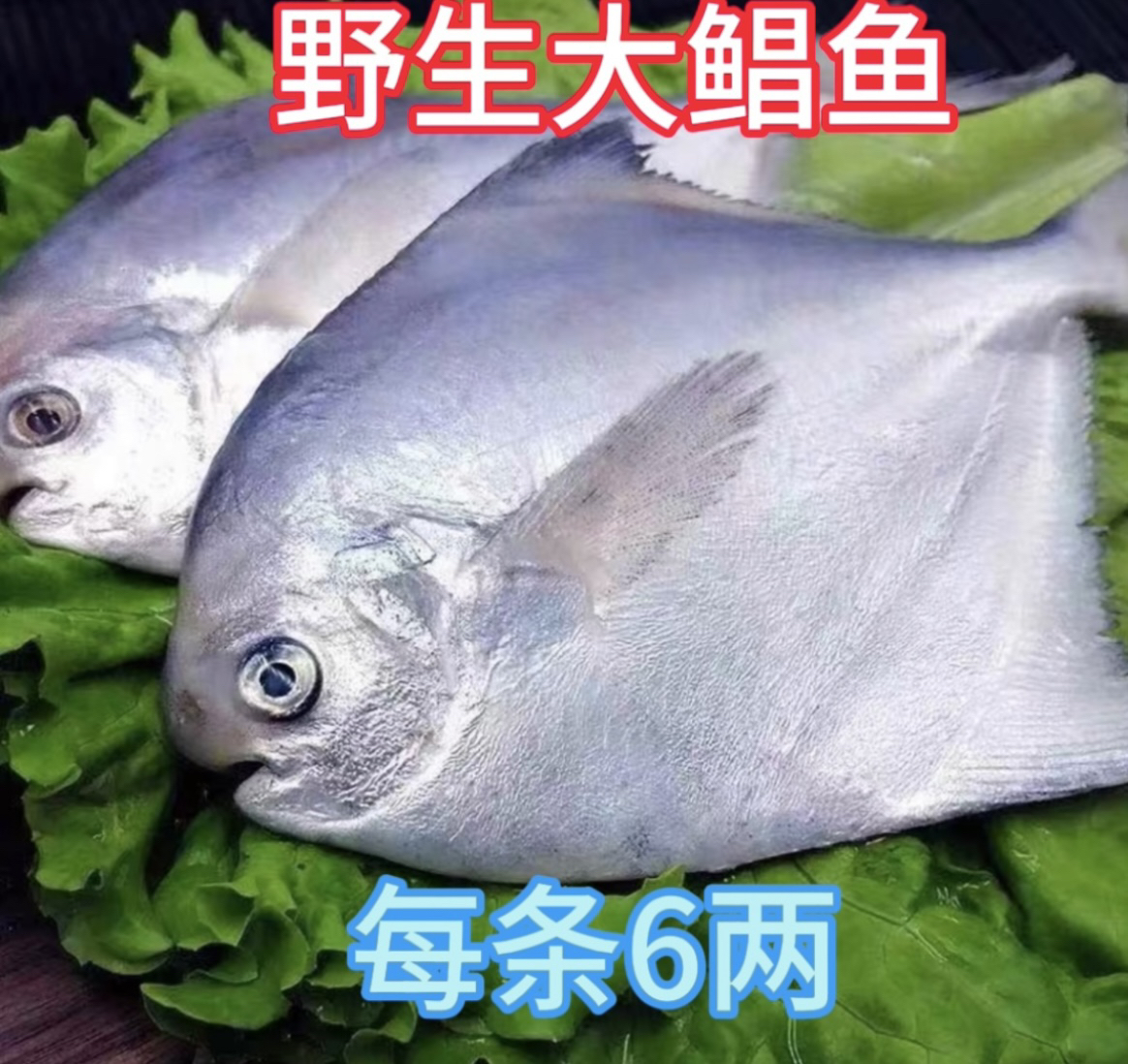 大银鲳鱼 6两一条（到手6条）液氮锁鲜发货