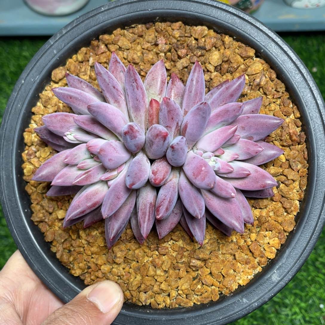 羽毛纹虞美人多肉植物