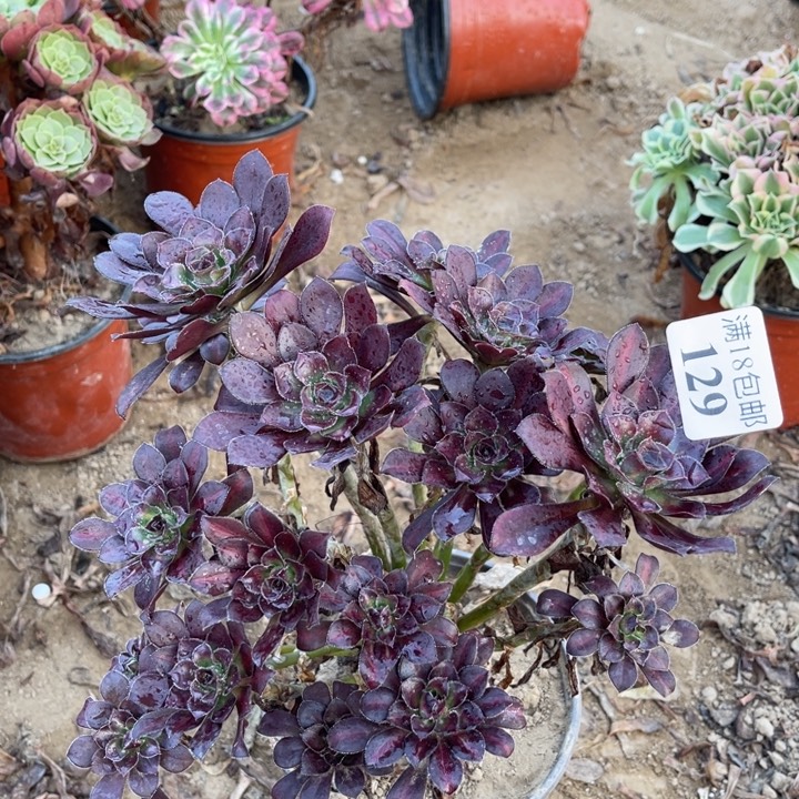 129晚霞绣球1号棚