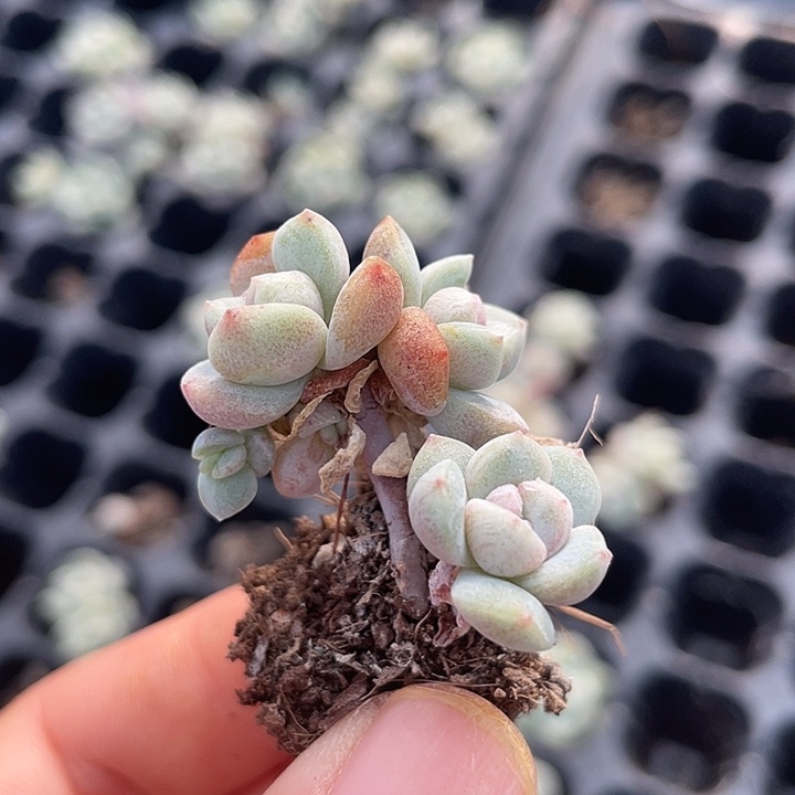 一物一拍满18包邮