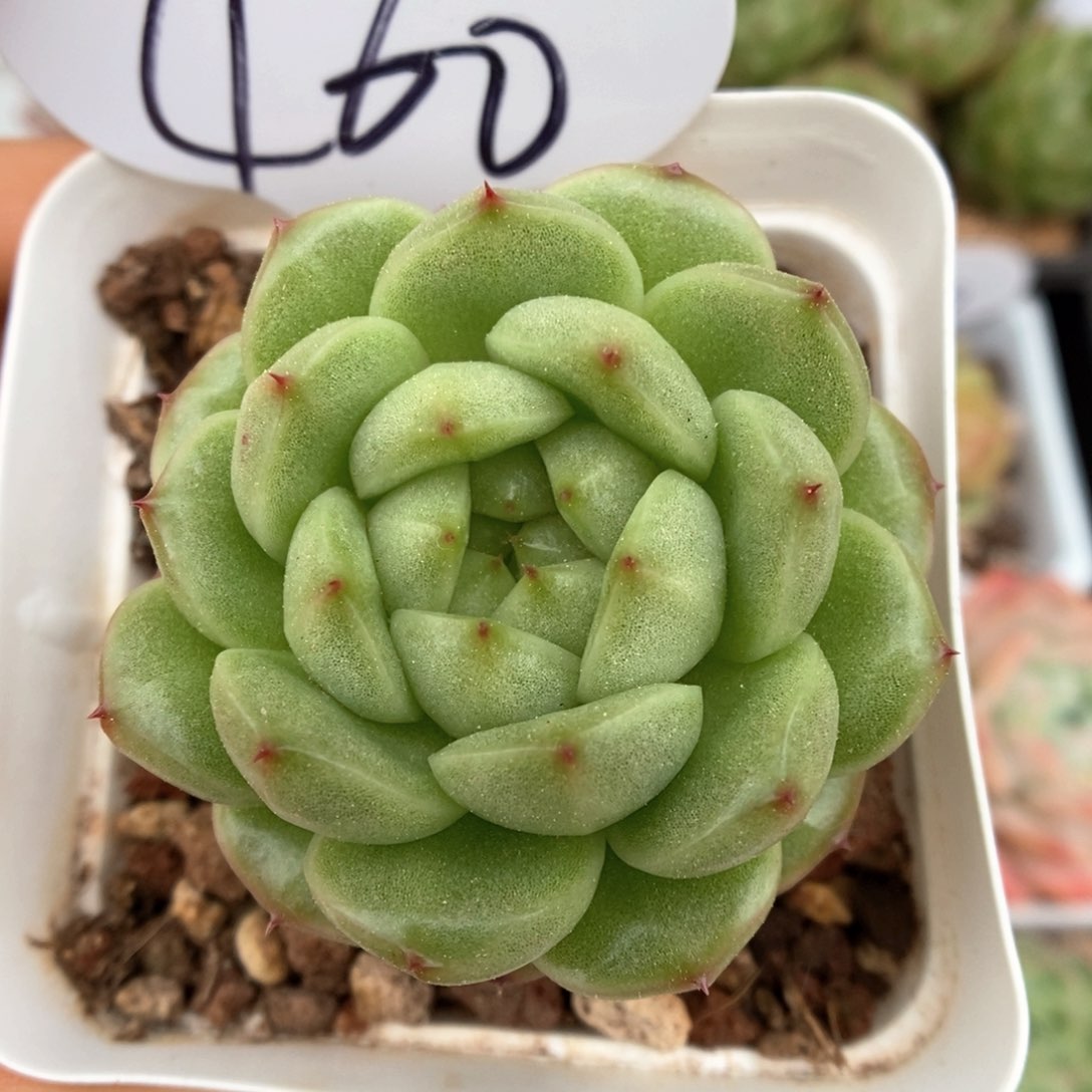 灯泡珍妮可拍460号。  