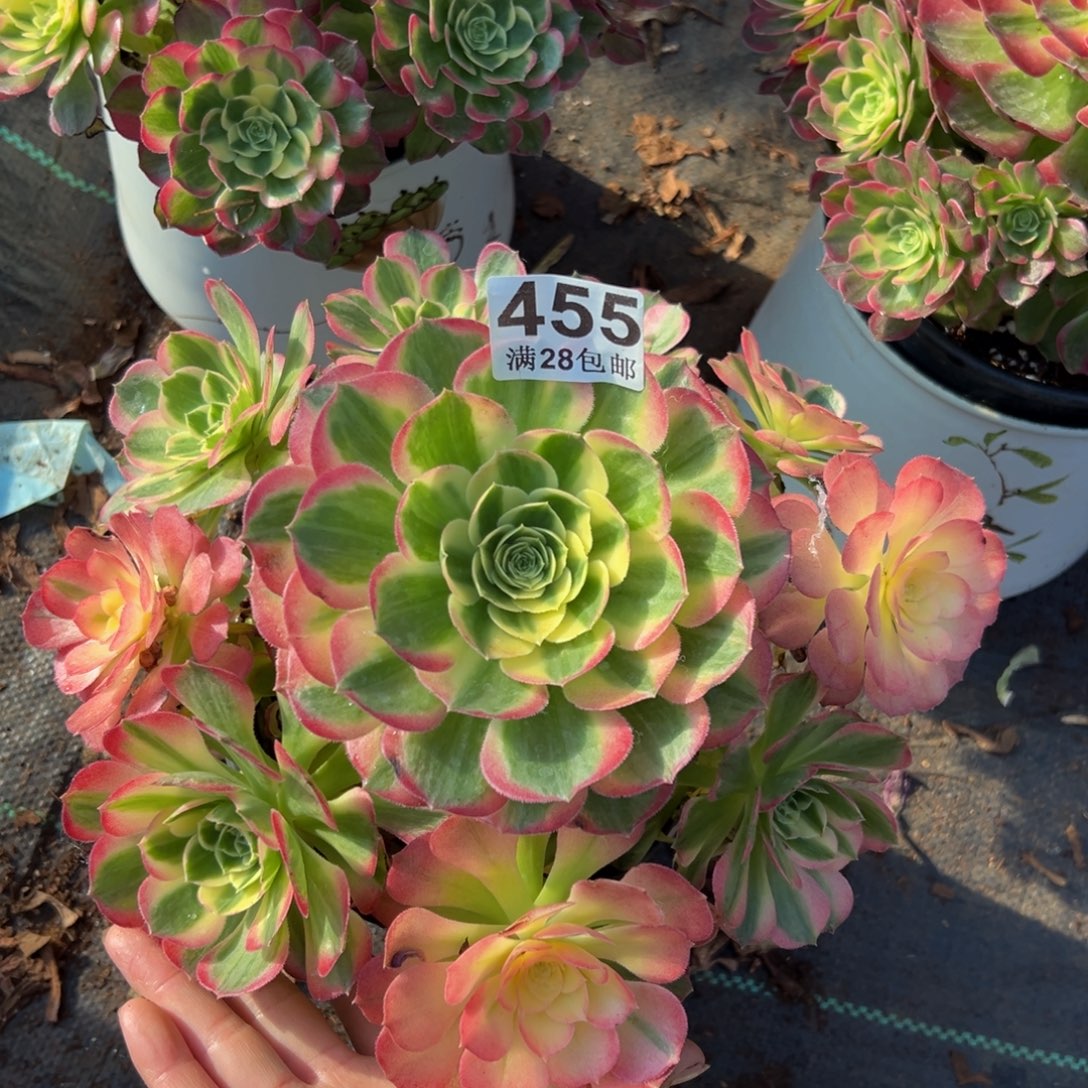 梦***真多肉植物455海仙的