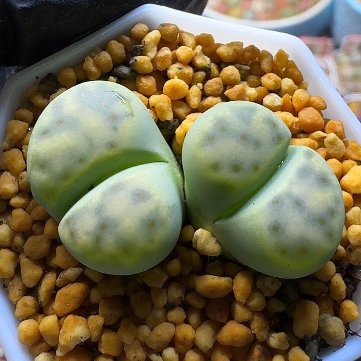 生石花111111。  132