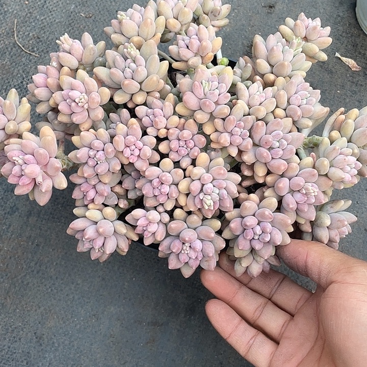 倾***i优惠优惠超大星黛露带盆发货