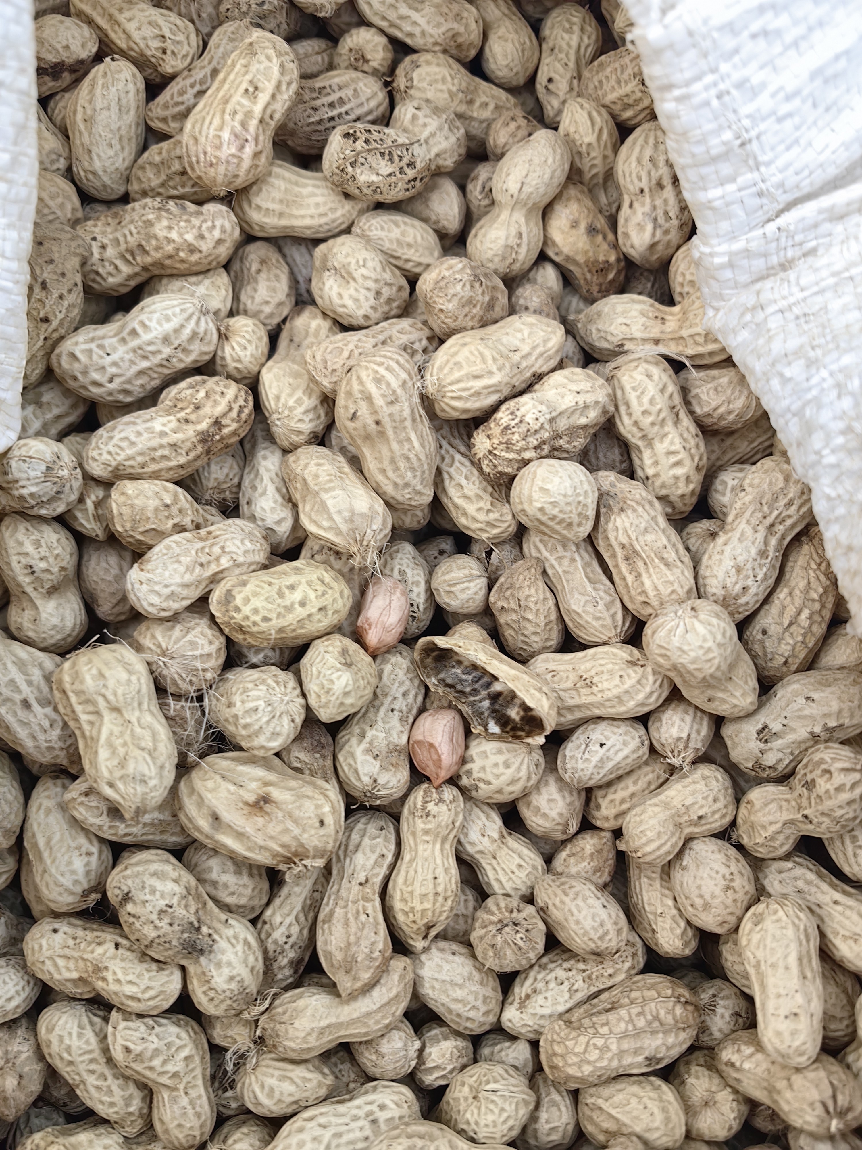 带壳粉皮花生现选