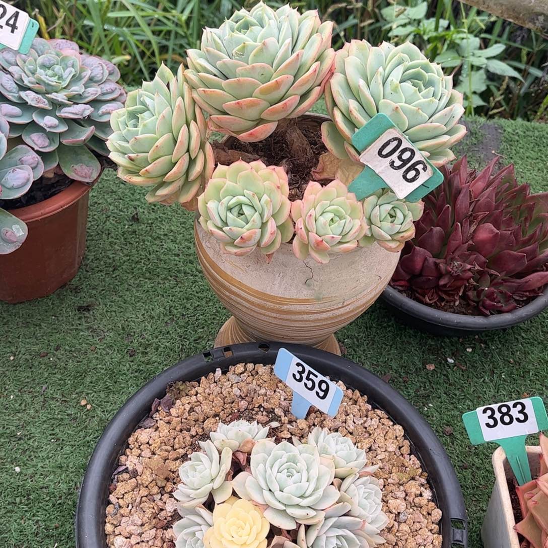 *****桃花坞多肉植物保护096