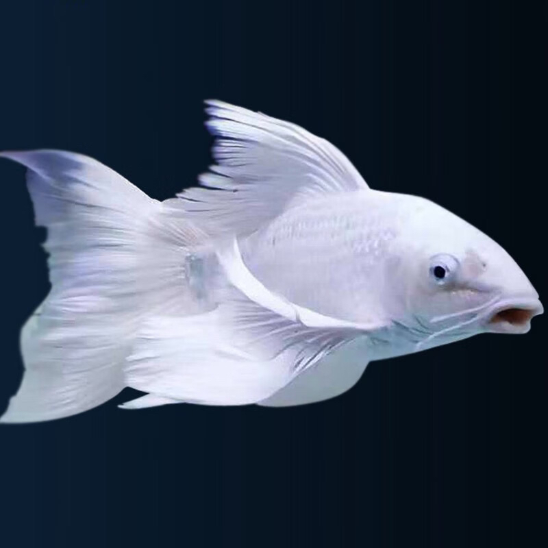 高端精品蝴蝶鲤（蝴蝶鲤组合）挑选