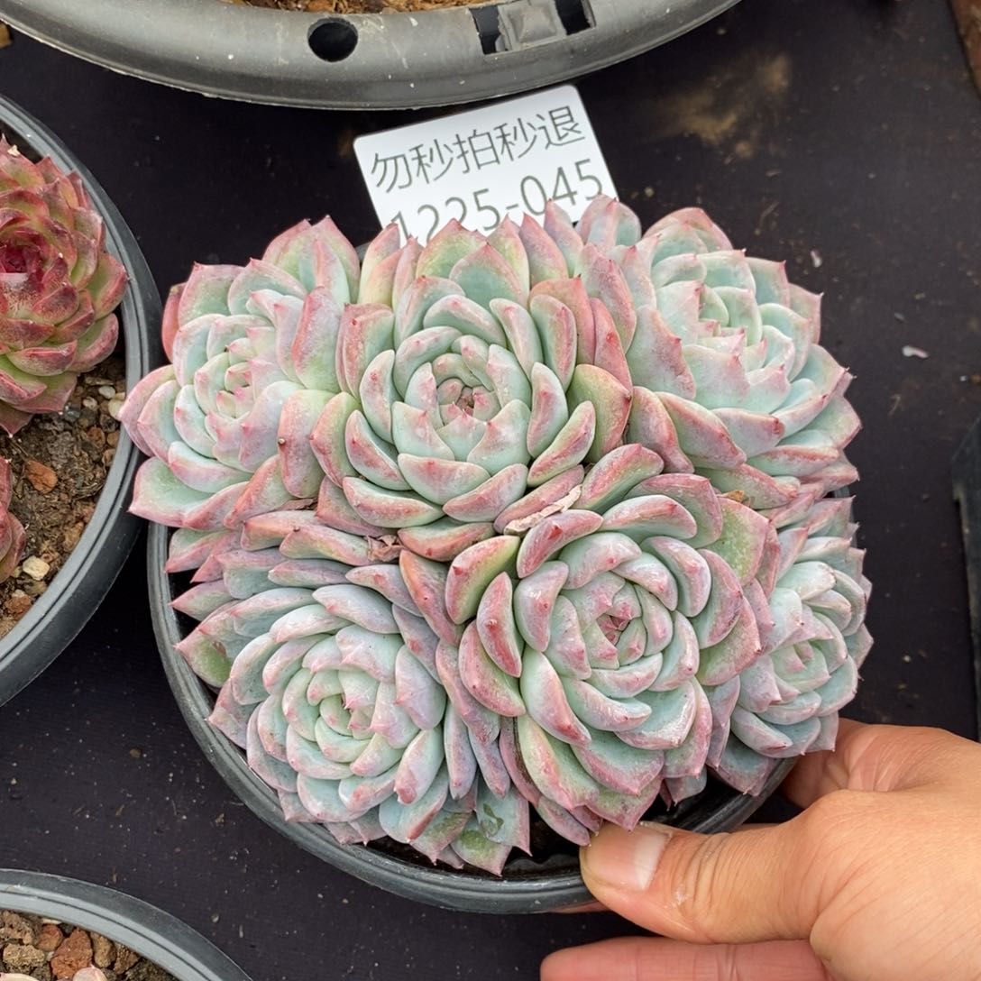 两单包邮1225-45不知名