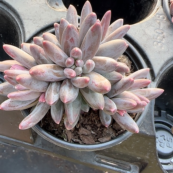 青蛙王子儿童牙膏套装111