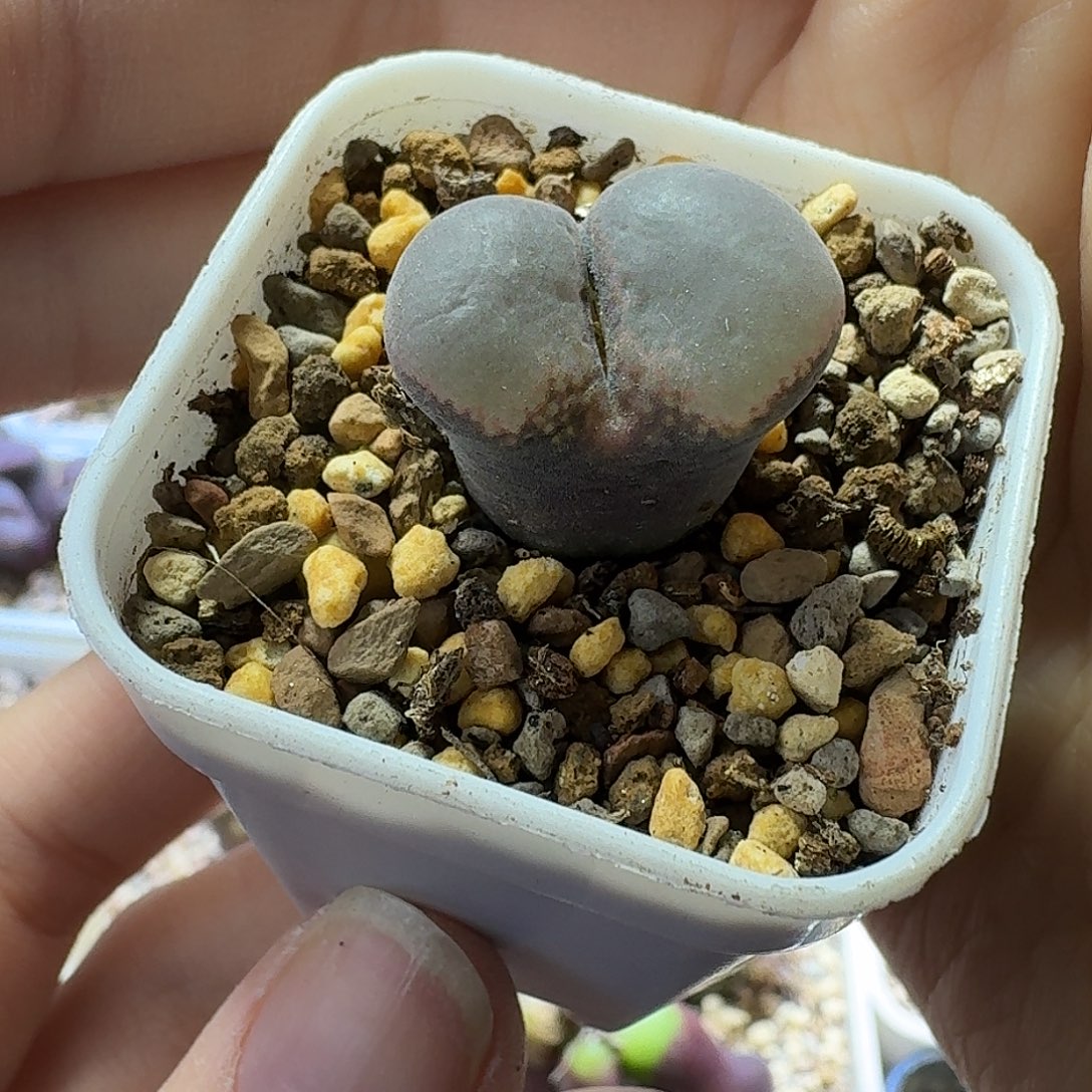 17号单头风铃一物一拍