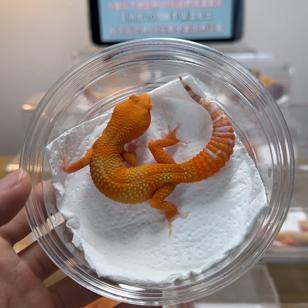 豹纹守宫雨水蜜桔妹妹