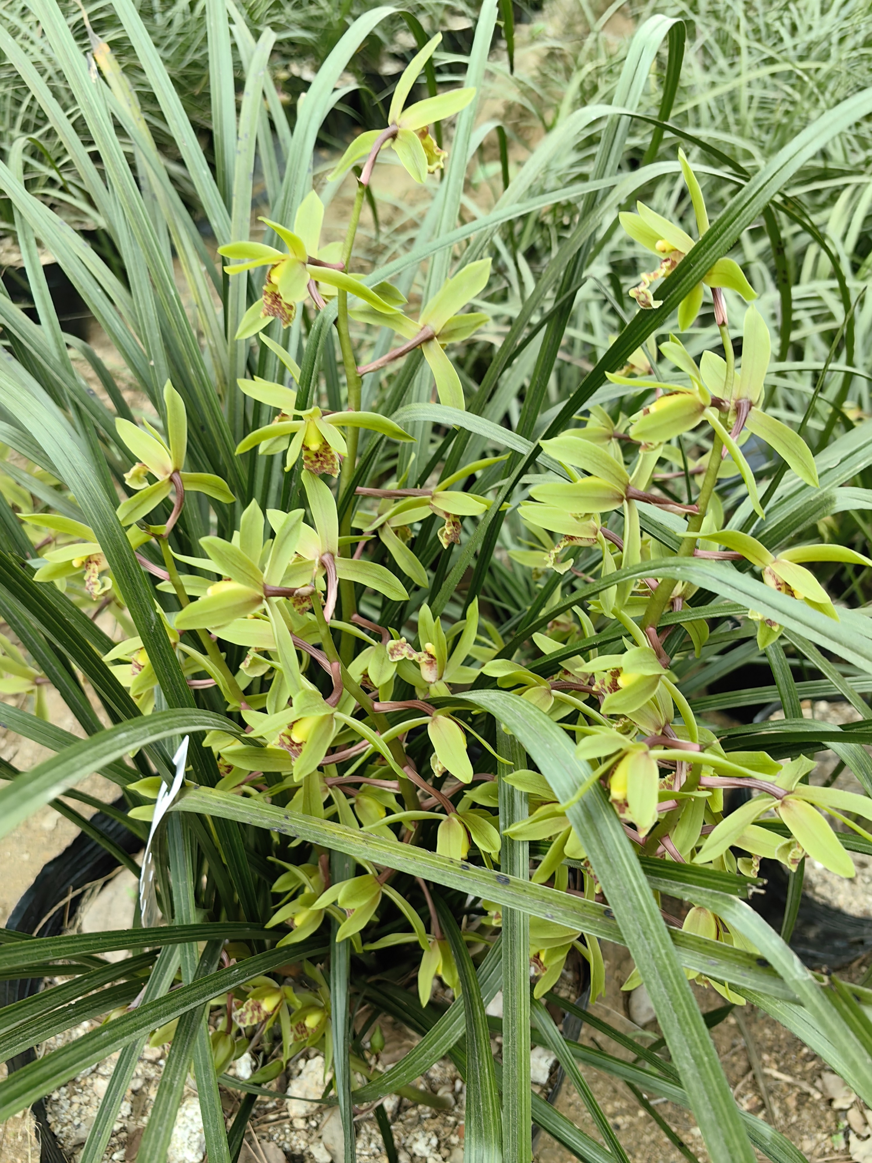 地栽浓香型蕙兰一杆多花，清香型春兰，一物一拍