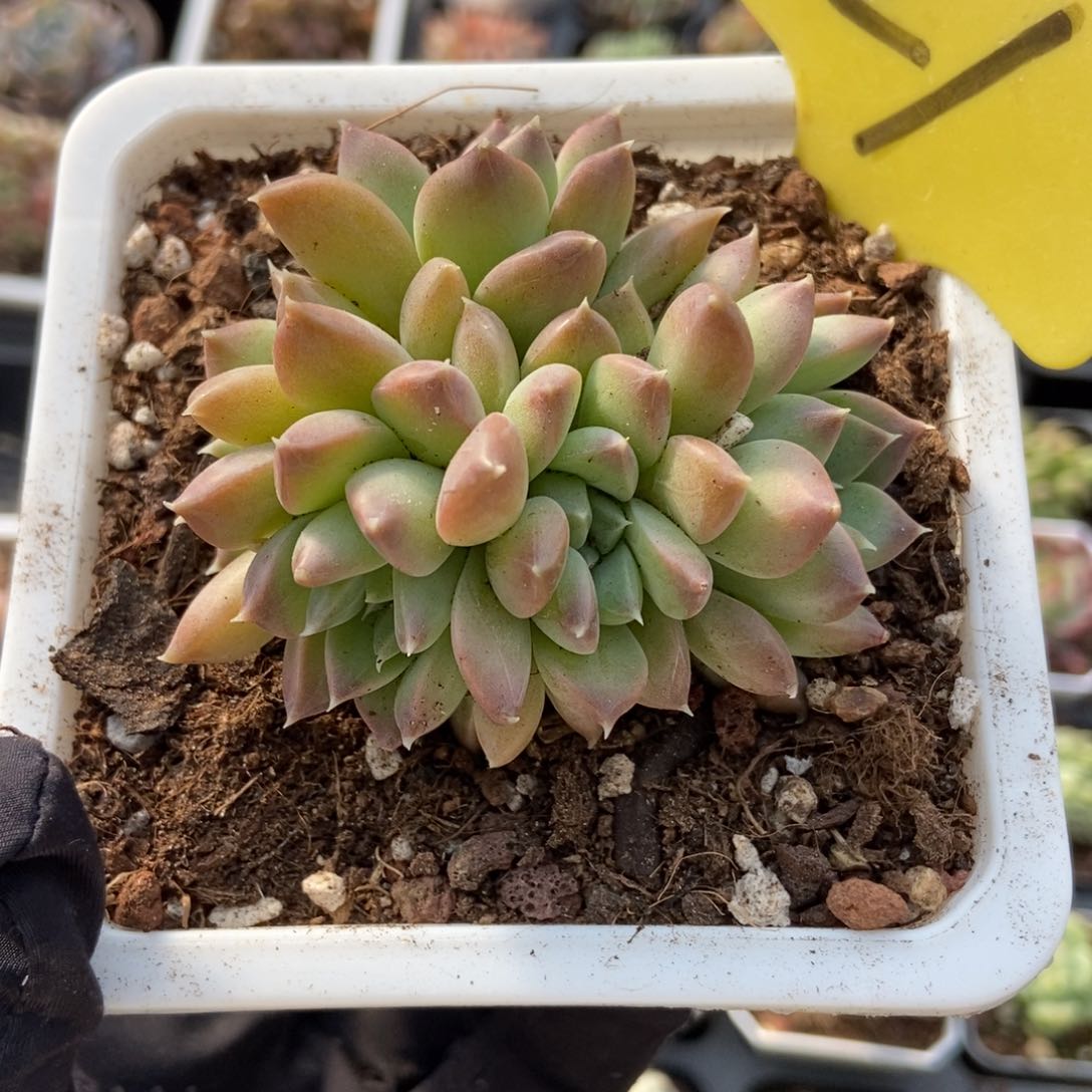 21牧斯美人多肉植物保护