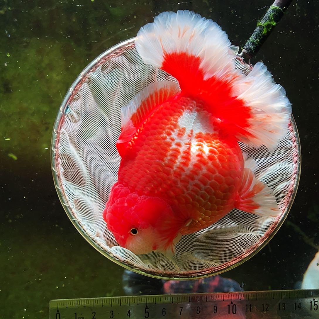 金鱼冷水金鱼百褶泰狮