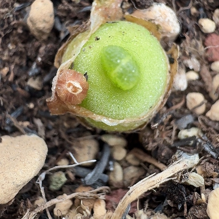 老马生石花巨型小葫芦1419