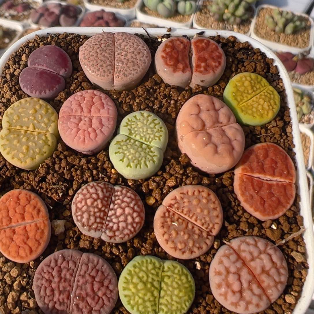 11多肉植物百科知识