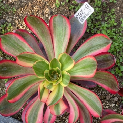 283红魔女满25包邮多肉