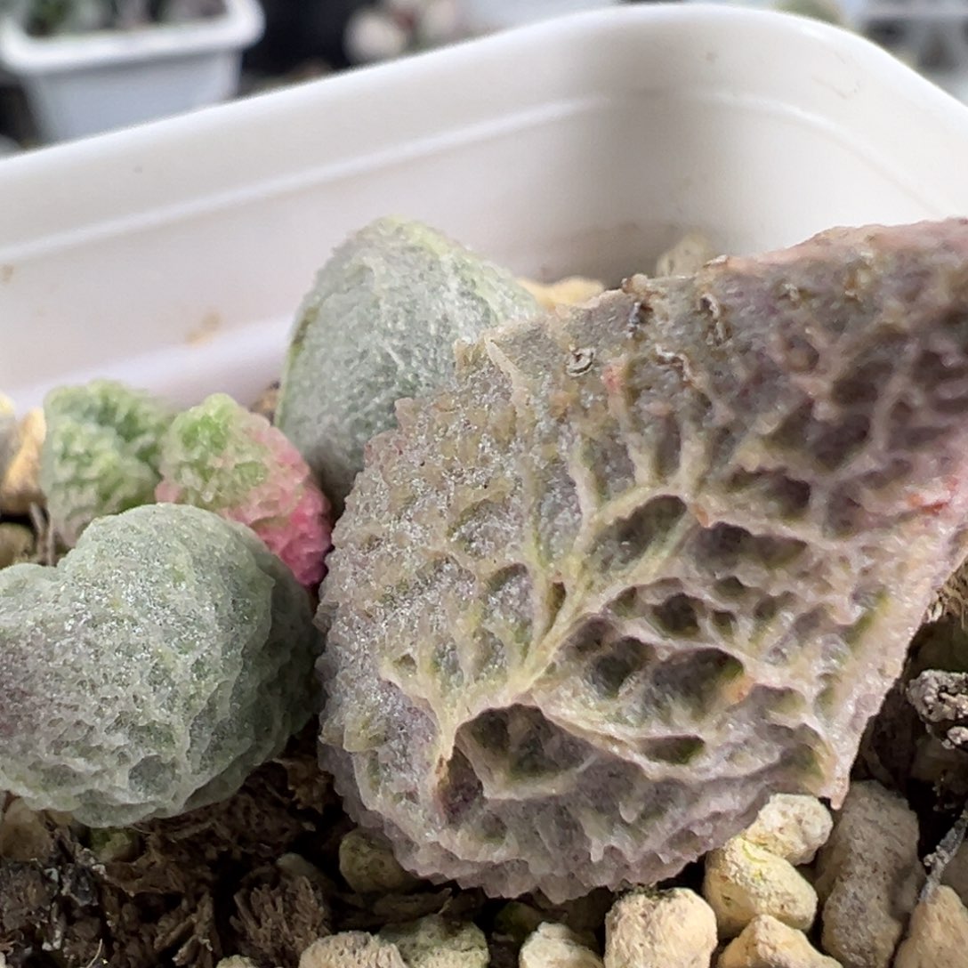 w倒刺多肉植物水泡