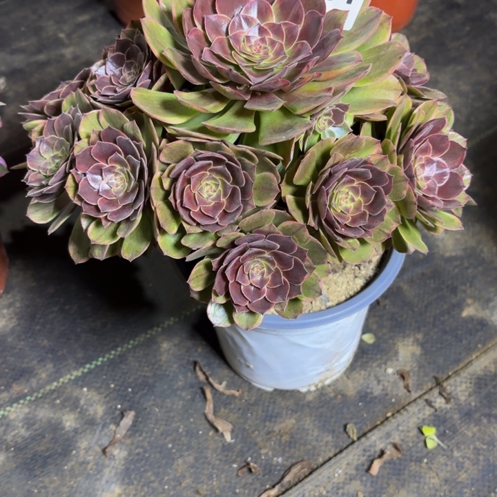 瑞妈，。。。。。051半夏