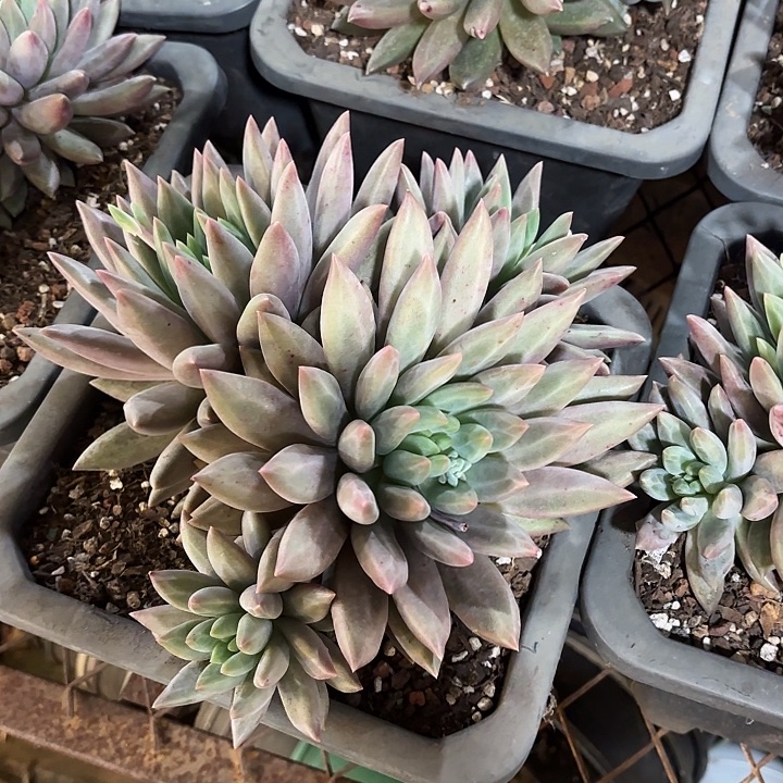 水晶球大四头起发多肉