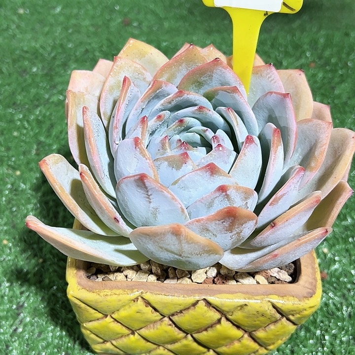 15.79凤橙一个脱土