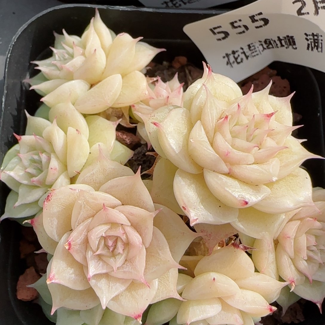 花语逸镜0208-555