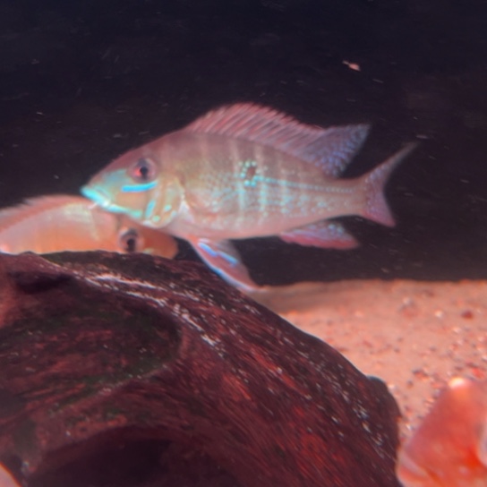 水***儿慈鲷鱼9+亚奎罗斯提卡1只