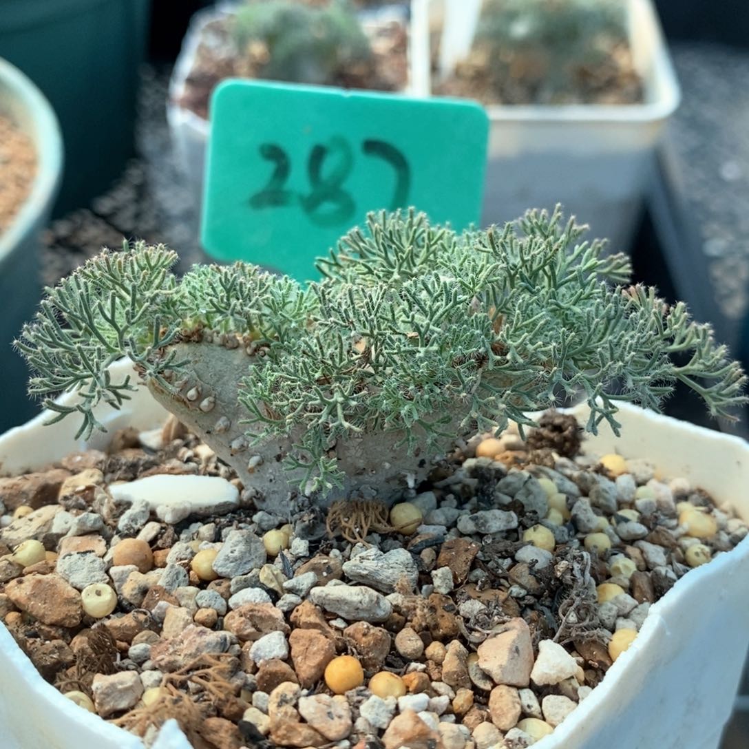 白皮月界多肉植物