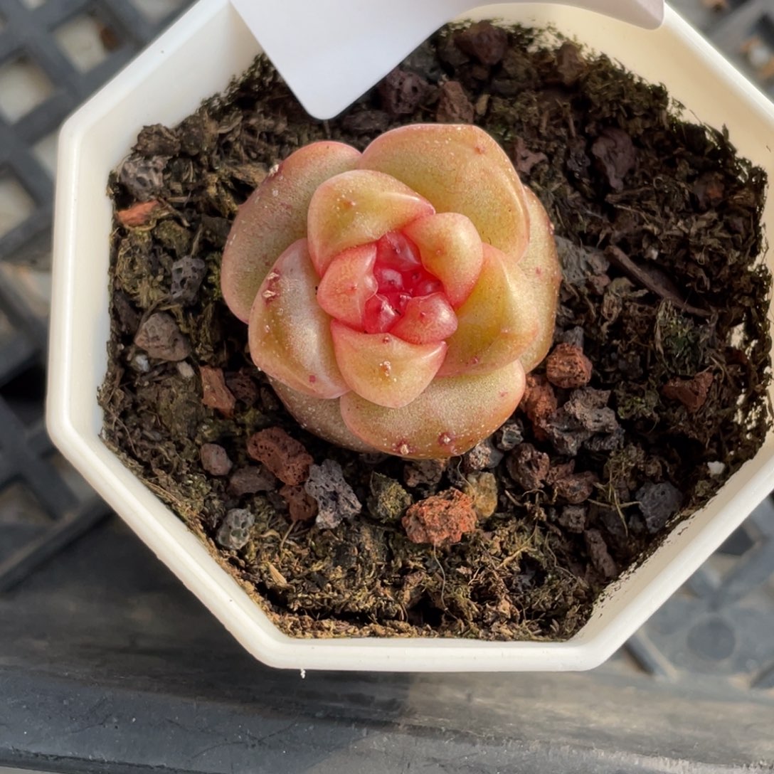 52号糖心冰心珍妮