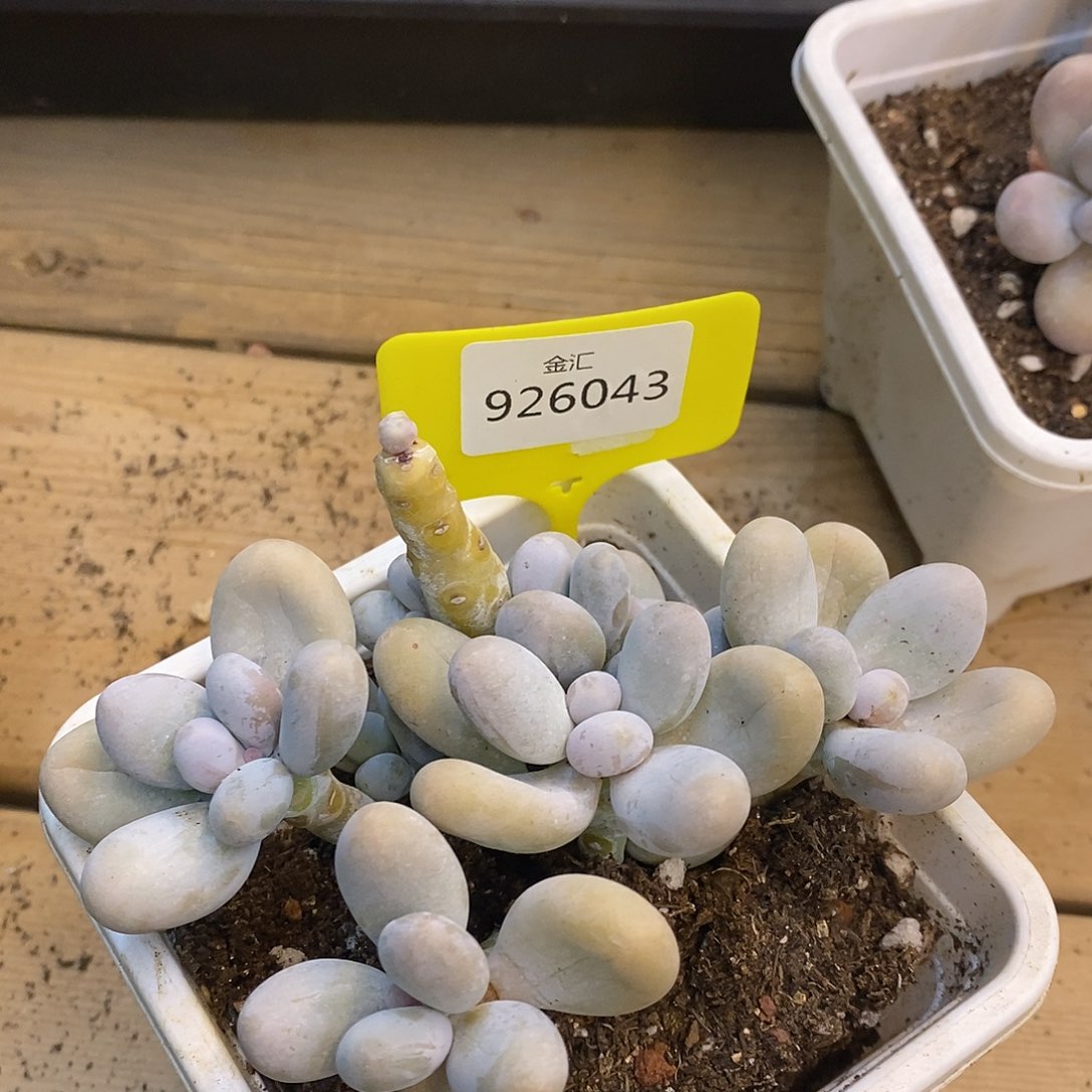 阿*秃头奶酪。不售后926043