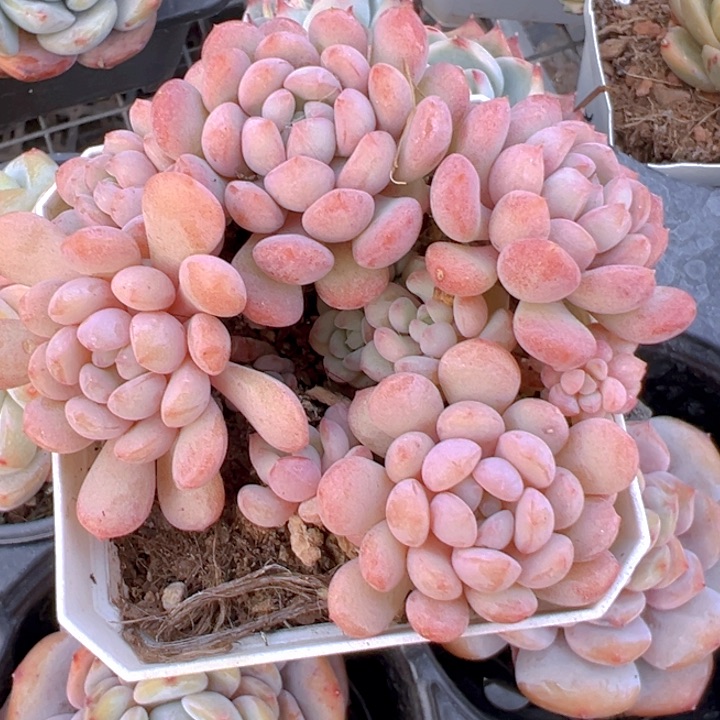 小红蛋群【一物一拍】两单包邮