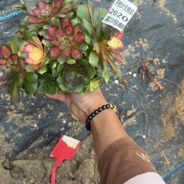 2020无根龙鳞多肉三号