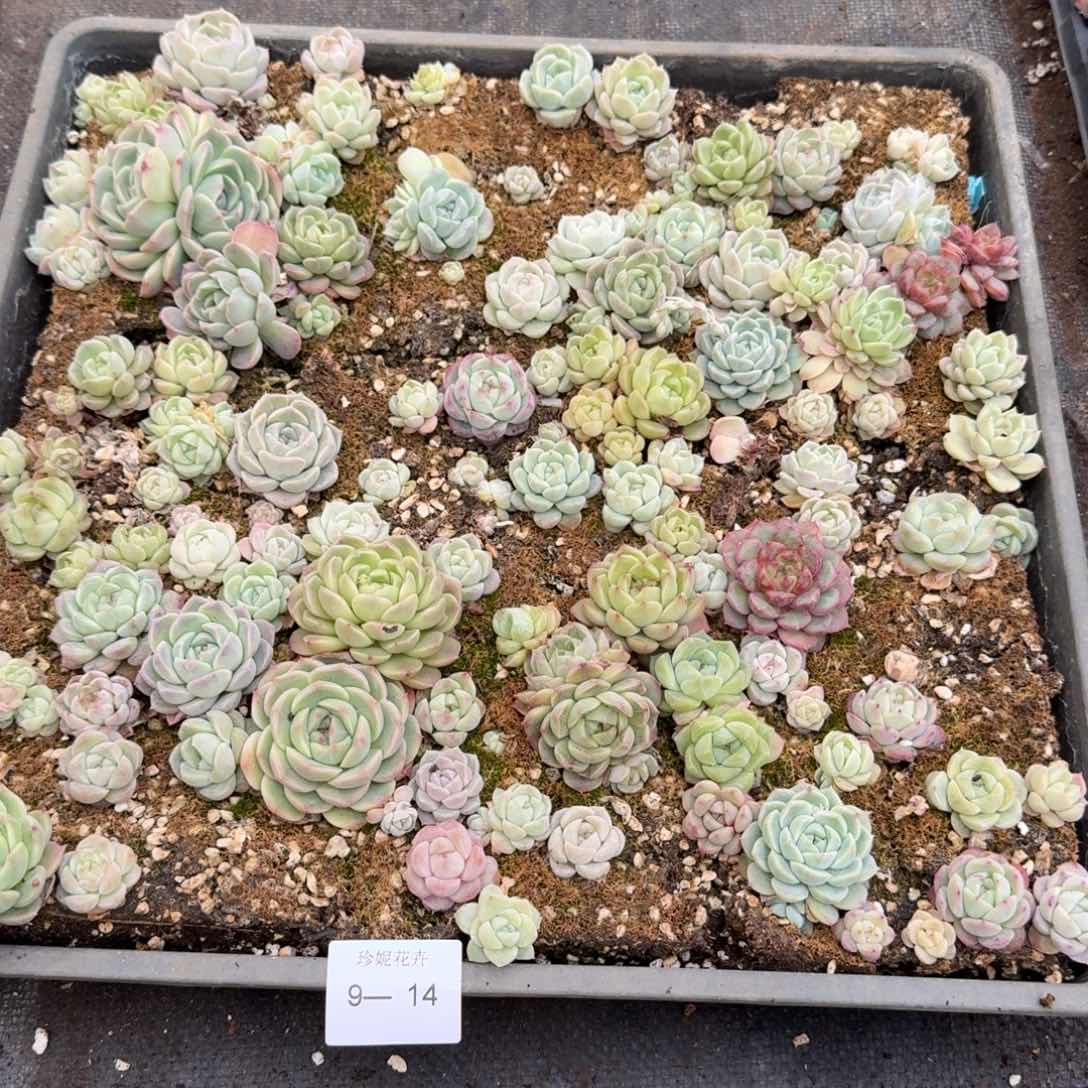 多肉杂交一物一拍9-14
