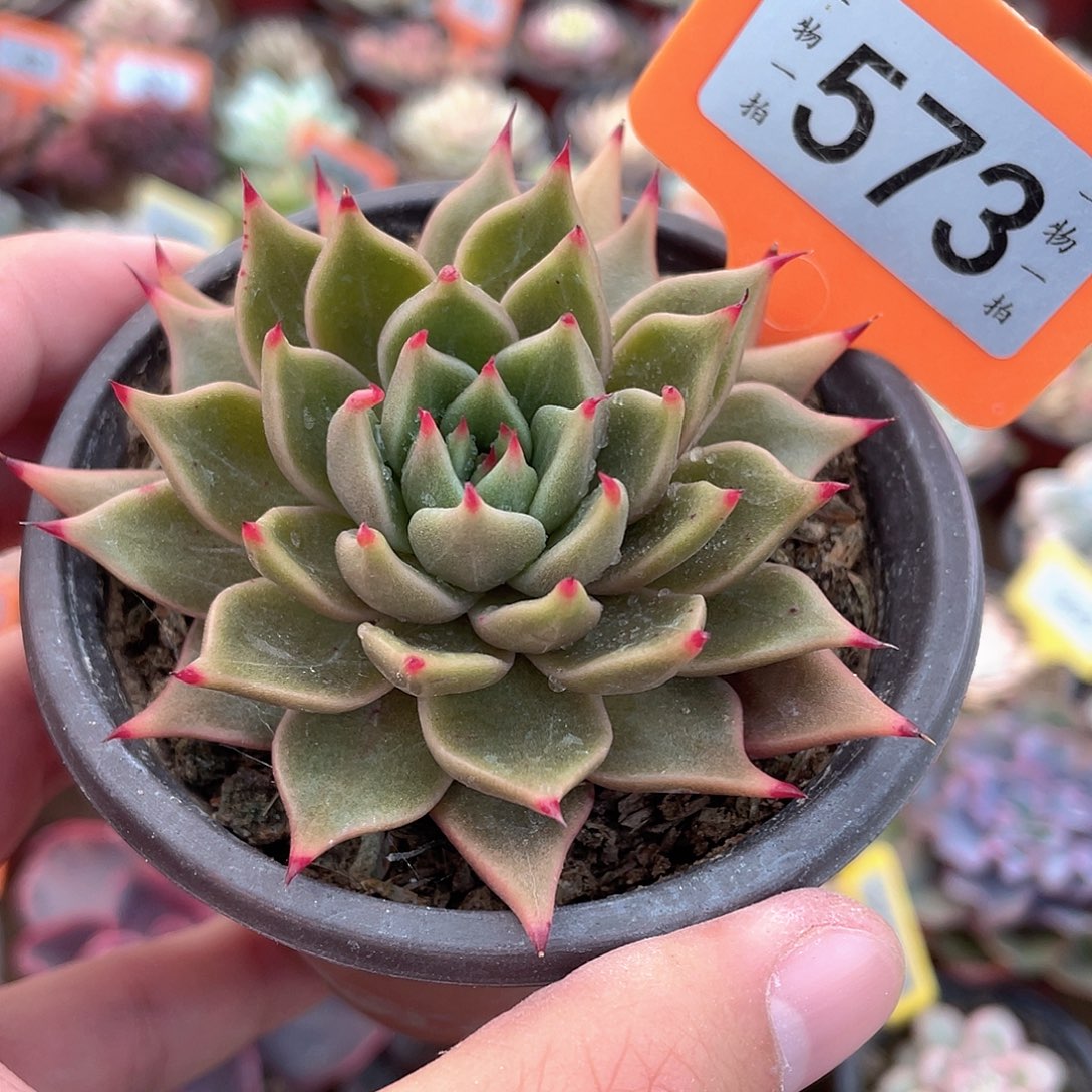 爪子573号多肉植物