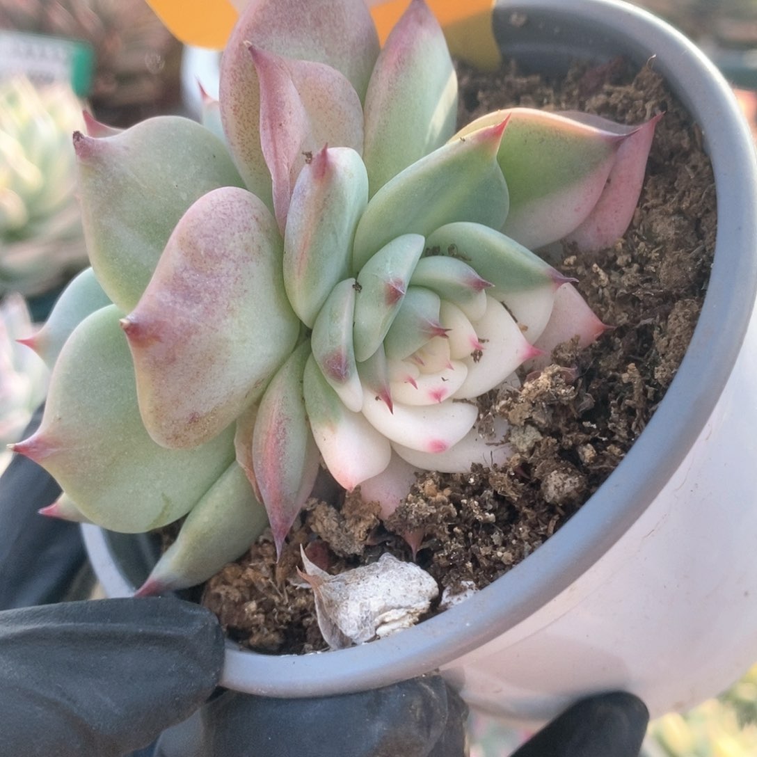 184锦锦锦锦锦锦