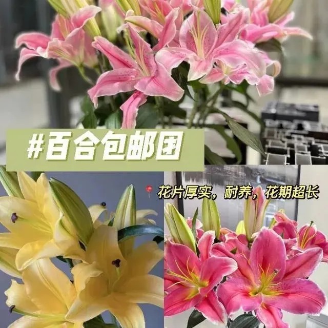 云南昆明基地香水百合鲜花新鲜花束水养直发