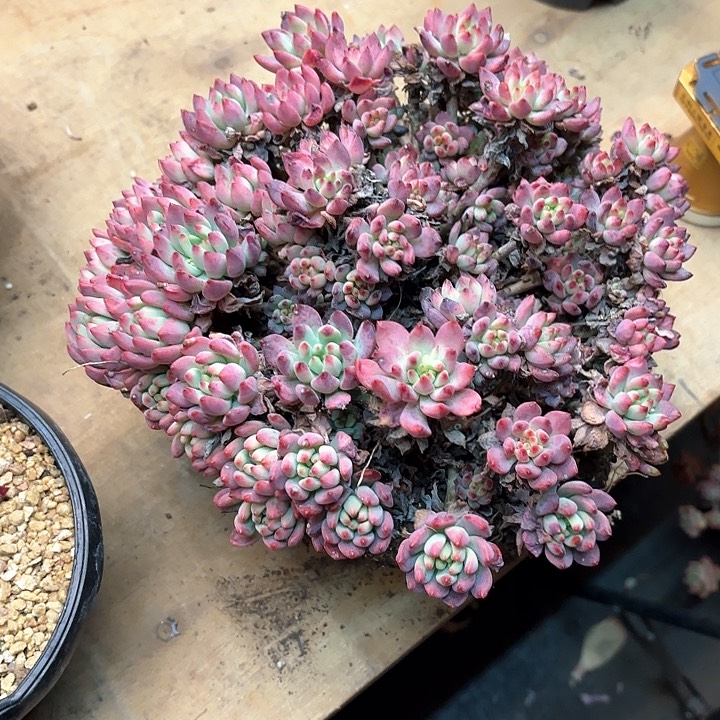 多肉植物，蓝苹果