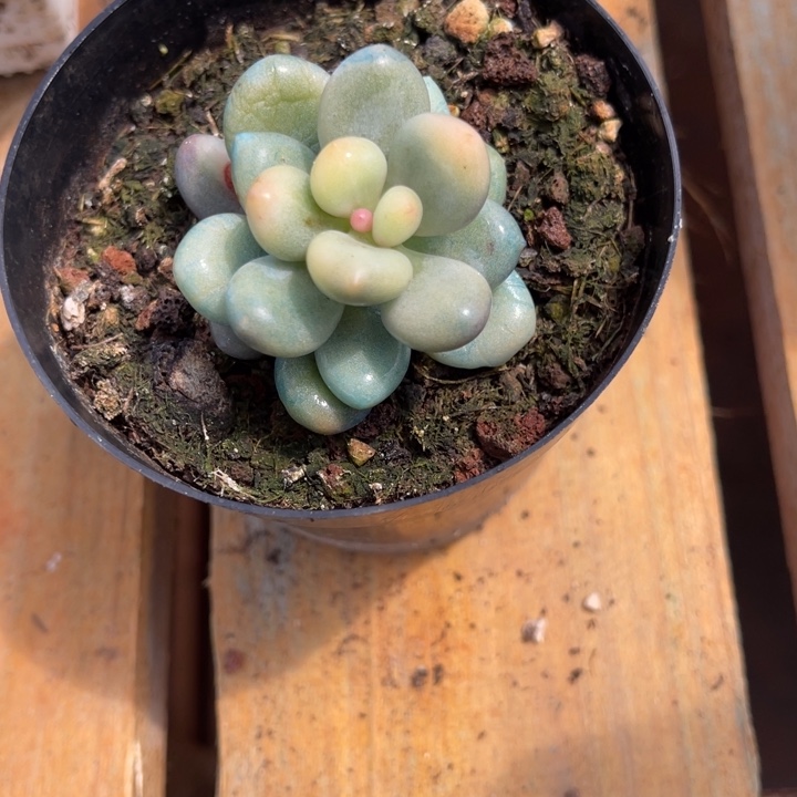 秋可园艺 奶酪锦花脸